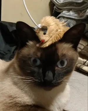 ユピテル スーパーキャット GWM205sd sdデータカード 中古 - メルカリ