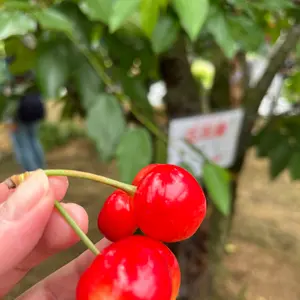 春節祭限定セール高級中国酒 国縁V9 100ml×2 箱付 ショットグラス