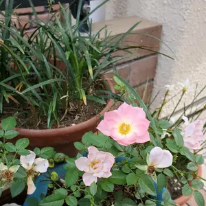 ②赤い鳥 全18函 で16000円 ※①、②共ご購入下さい 2箱での発送