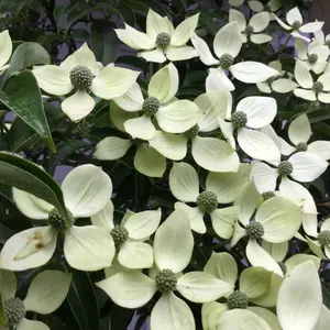 ★即購入大歓迎デース‼️旧貨幣 金色 菊とドラゴン ☆即購入大歓迎デース‼️旧20円金貨 金色コイン 菊とドラゴン 真鍮製