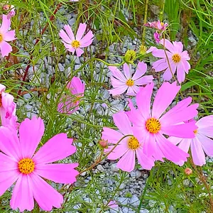 ✦限定ショッパー付✦新品アンパンマンミュージアム限定ステンレスマグ「いそぐんだ」 いそぐんだ キッチン・日用品・その他 ✦限定ショッパー付✦新品