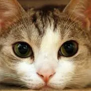 ジュカイン ★ 第1弾拡張パック 003/055 ジュカイン ☆ 第1弾拡張パック 003/055 - メルカリ