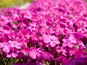 芝桜