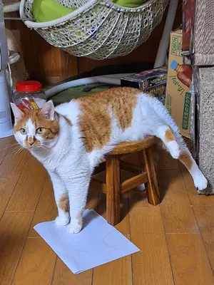 かにぞー