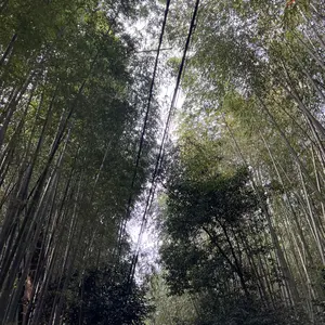 静嘉様専用 十種香札 茶道具 - メルカリ