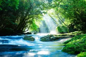 花香鳥鳴 上村松篁 額付き 計10枚 日本経済新聞社 - メルカリ