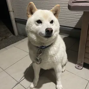 値下不可ゴールドロジャー ロー コミパラ 手配書セット - メルカリ