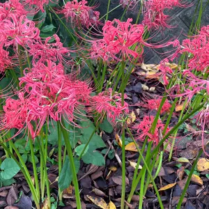 ポメラ DM5 ミニーマウス ドット柄 POMERA KINGJIM 限定 - メルカリ