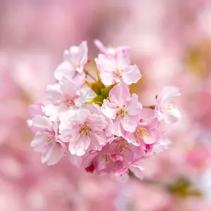 流体アート フィギュア ベアアート 龍神 龍 マーブル模様のアート