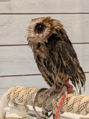 都内に取りに来れる方 イサムノグチ リプロダクト ガラスと木製の楕円