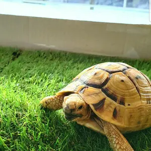 新品 爬虫類 ケージ ヘビ リクガメ トカゲ ハリネズミ カメ オーダー品 新品 爬虫類 ケージ ヘビ リクガメ トカゲ ハリネズミ カメ