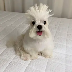 エーフィex #211 PSA 10 スペシャルアートレア - メルカリ