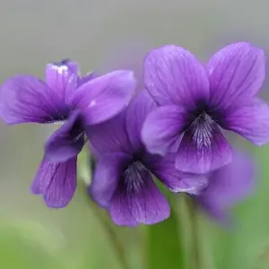 限定品】スコッティキャメロン ダブルネーム マーカー ティファニー 未