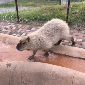 タイムセール5/15まで【新品15P】IGNITER ソリッド① タイムセール5/15まで【新品15P】IGNITER ソリッド① - メルカリ