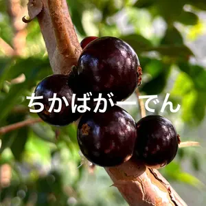 限定1苗】Plinia longiacuminata ジャボチカバ 熱帯果樹 - メルカリ