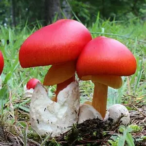 タマゴタケページ 品種は、ブラウンターキー タマゴタケ様専用ページ 品種は、ブラウンターキー - メルカリ