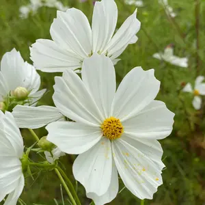 大清光緒年製粉彩山水人物薄胎小碗小杯中國美術古董品‐ Mercari 日本