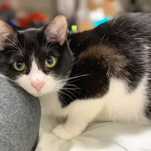 Mac mini 2018 intel i7 32GB 256GB ジャンク - メルカリ