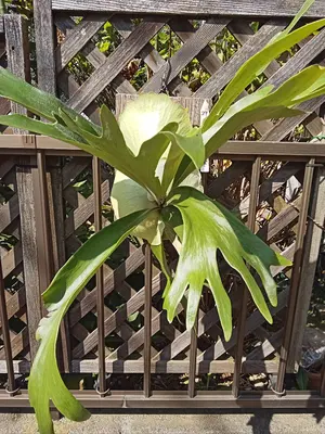 イタリア製Ｙ.アカミネ　シープスキンスウェードのジャケット　46（アローズ扱い） イタリア製Y.アカミネ シープスキンスウェードのジャケット 46