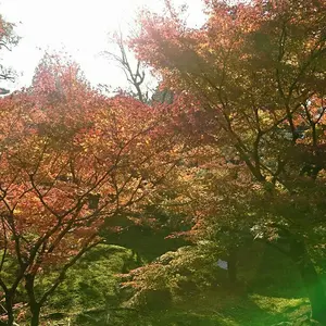 日本画