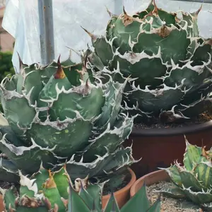 448 ドルステニア ギガス ブラータ 実生希少厳選特大株【簡単に葉が