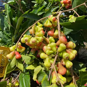 熱帯果樹】ブルーリリーピリー（Syzygium oleosum） - メルカリ