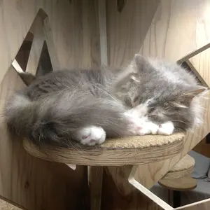 初販分 あんスタ 七種茨 ビジュアルバスタオル オータムライブ ワンダーゲーム あんさんぶるスターズ!! ビジュアルバスタオルvol.5 /(20)七種 茨