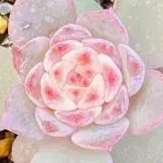 オーシャンソング◎多肉植物 カット苗 韓国苗 エケベリア等 - メルカリ