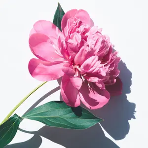 猫*ぽ様 Bacchus BJM-1R 3TS - メルカリ