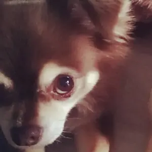 7ep○上村かをる 高崎昌子 星くず こぬか雨 CITYPOP伊藤銀次