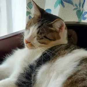 中古真空管 E34L 4本セット Apexマッチング - メルカリ