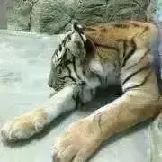 ダリア咲クラッシックピンク×キラメキ⭐︎多弁レッド☆クリスマス