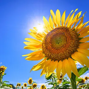 m*r様 PIAA フォグランプ / デュアル(カバー付き)☆点灯確認O.K