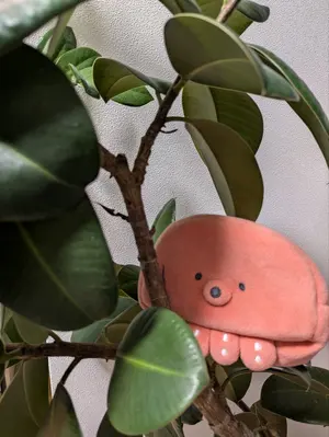 たこ☆即発送　丁寧な対応心がけています☆