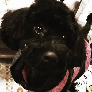 ニットベスト ショート丈 ジレ チャビー searoomlynn シールーム ニットベスト ショート丈 ジレ チャビー searoomlynn シールーム