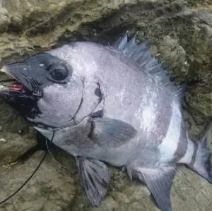 Penn スペシャルセネター6/0 分解洗浄 オーバーホール済み クエ モロコ