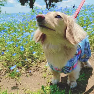 トウカ  プロフ