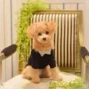 新品】ミドすけ ゴルフヘッドカバー - メルカリ