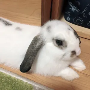 アメノチハレ フリルウエストウォームロングジレ - メルカリ