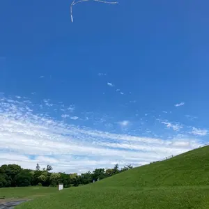 アガベ CJ Special ホホジロタイプ 発根済⑤ - メルカリ