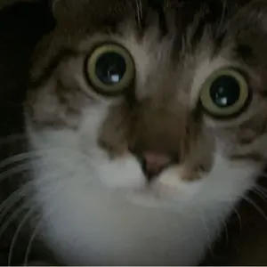 リンバスカンパニー ハムハムパンパン ボンちゃん人形 - メルカリ