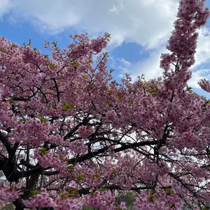 チャコット】社交ダンス スタンダードドレス 定価45万円 シャンパン