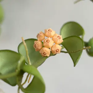sol様専用ご予約品 hoya litophytica ① - メルカリ