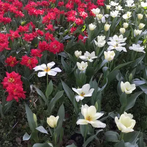 jewel 0103ページ　パオラドール　パオラレイナ　サボ　ストラップ jewel 0103様 専用ページ パオラドール パオラレイナ サボ