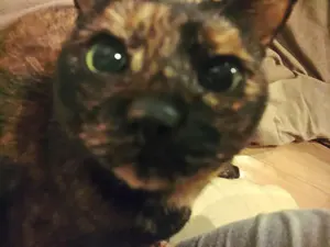 さとねちゃん