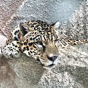 TMC Ferroタイプ FCSK スリック プレートキャリアウッドランド 楽天市場】TMC FCSK プレートキャリアー ウッドランド迷彩 : SAMURAI