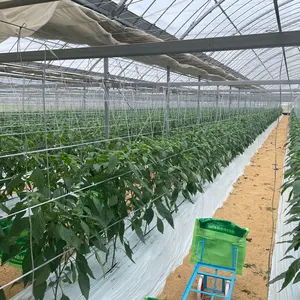 朝獲れ新鮮☀️産地直送✨高知県産ピーマン7キロ送料込み 安心安全の減