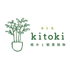 売り尽くし 大株 アオダモ 約:200cm【株立ち/シンボルツリー