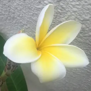 686様限定※【RabbitsCountryClub#FR2】ゴルフワンピース - メルカリ