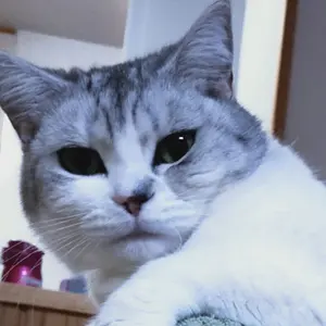 リバイバルフェス 本祭 チョコレートフェス 描きおろしイラスト 缶バッジ 非売品 リバイバルフェス 本祭 チョコレートフェス 描きおろしイラスト